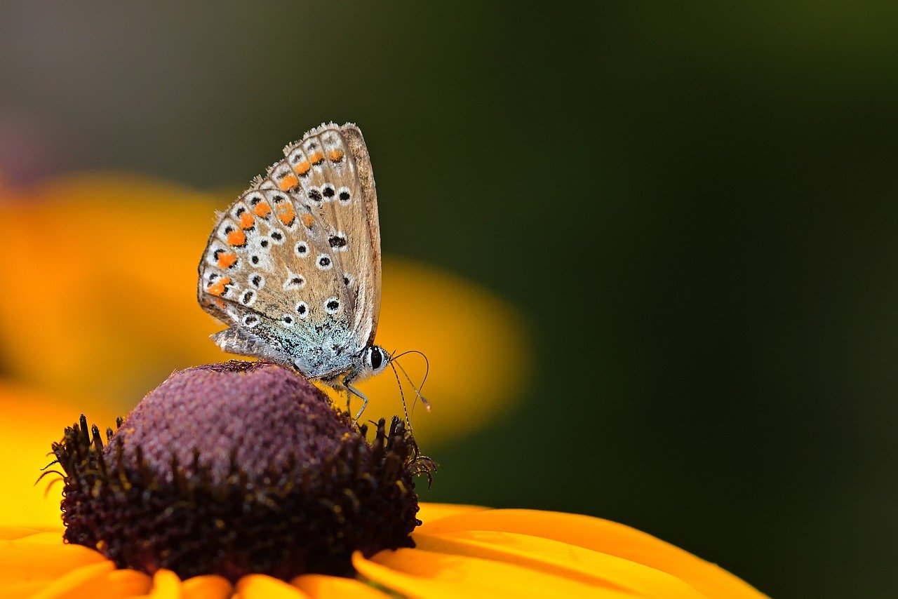 butterfly, hhehechel-bluish, blossom-7319074.jpg